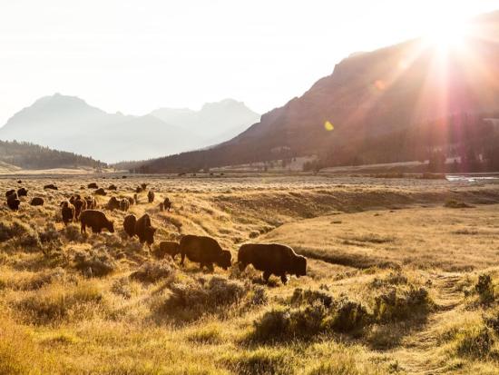 A herd of bison in Yellowstone National Park grazing in a valley with mountains behind them