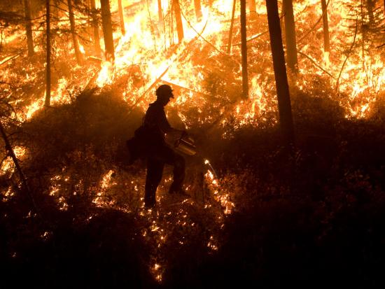 A firefighter lights small fires with a drip torch while walking through a burning forest at night