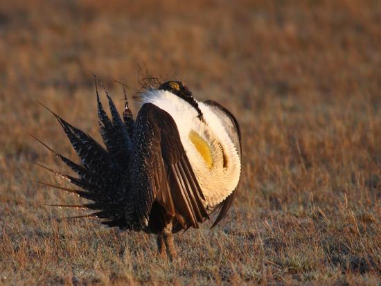 Greater sage-grouse in a field at dawn. Photo by Steve Fairbairn, USFWS.