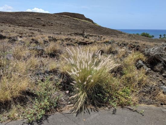 Pili grass planted at the base of the temple.