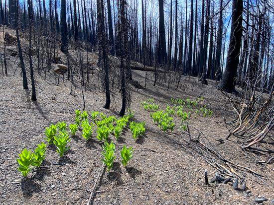 A patch of bright green corn lilies glow in the sunlight amid an otherwise barren forest floor and blackened trees stretching toward a blue sky. The lilies indicate the presence of shallow groundwater in a post-fire monitoring plot in the Mendocino Nation
