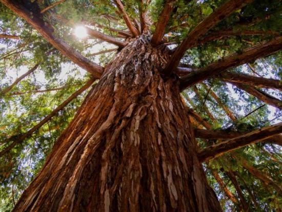 A Giant Sequioa tree is seen from below, looking up to its tall trunk and branches.