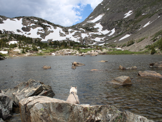 Domestic cat on a leash sits in front of a mountain lake. 