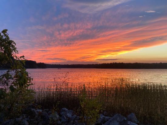 Orange sunset in cloudy sky reflected on body of water with plants and a tree in the foreground