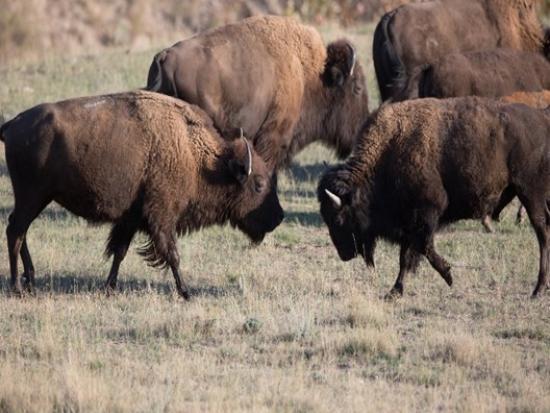 Bison playing in a meadow - image by Ryan Hagerty, FWS