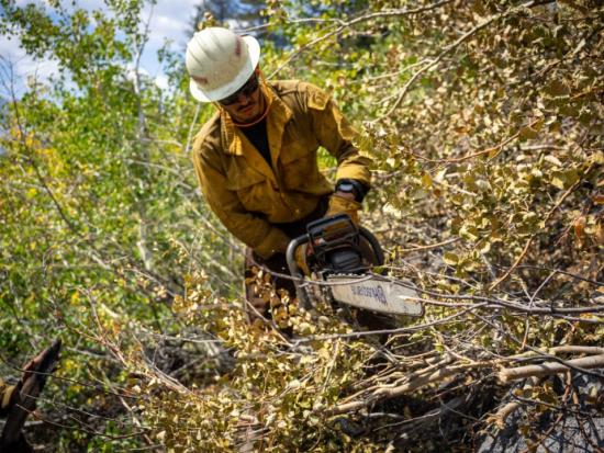 A wildland firefighter saws through dense foliage. Photo by Joe Bradshaw, BLM.