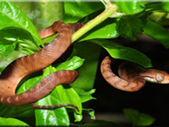 The Brown Tree Snake on Guam photo