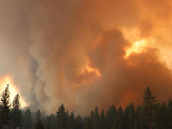 Smoke rising from the Tamarack Fire. Photo by the Forest Service.