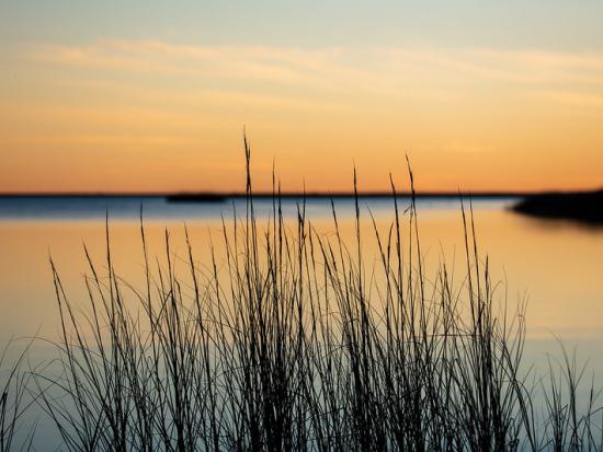 Sun setting over tall grasses along seashore.