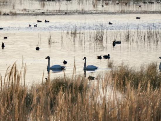 Ducks and geese are visible through tall grass,  floating in the waters of a placid pond reflecting the light gray winter sky