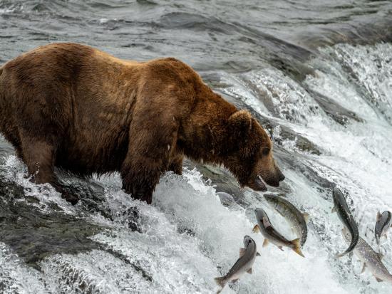 Bear fishing at Brooks Falls