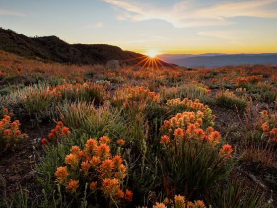 Wildflowers on mountainside. Sun setting in the distance
