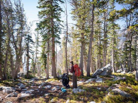 Two women plant whitebark pine in mountain landscape
