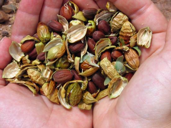 Two hands holding seeds. 
