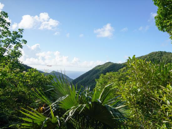 Green island mountain area with bird soaring through sky. 