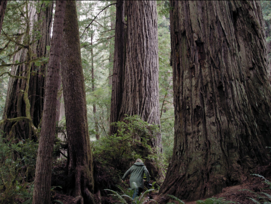Photographer walking among giant redwood trees
