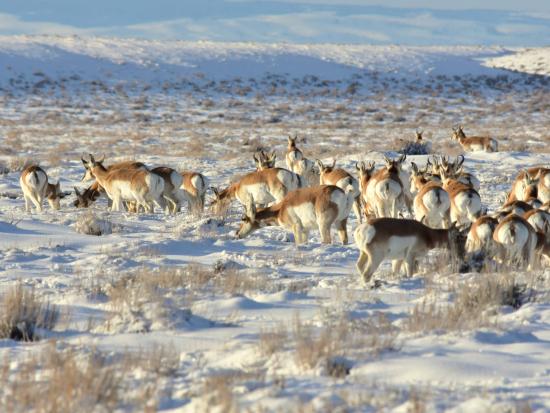 Pronghorn grazing in winter landscape. 