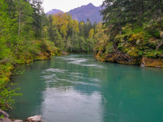 River reflecting green pine trees. 