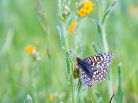A Bay Checkerspot Butterfly