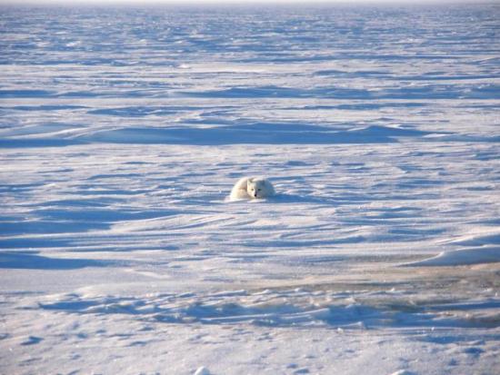 Arctic fox crouched down in snow
