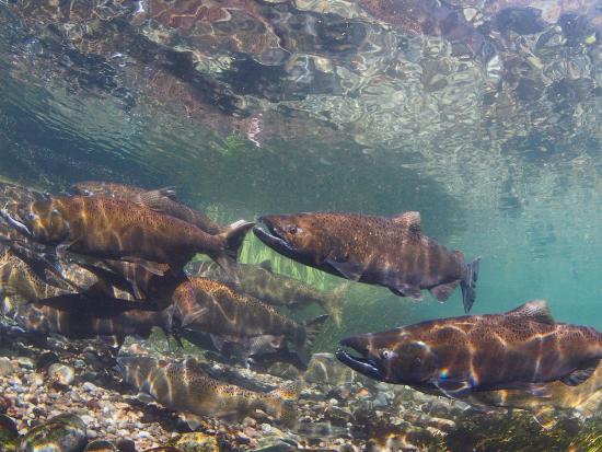 handful of chinook salmon in stream