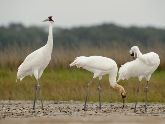 Three whooping cranes standing in the marsh at Aransas National Wildlife Refuge.