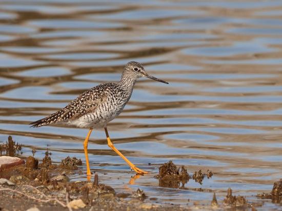 Bird with long yellow legs walking in water. 