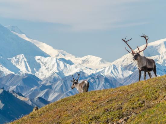 Caribou near Denali