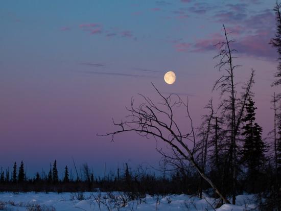 Moonset in Yukon Flats NWR