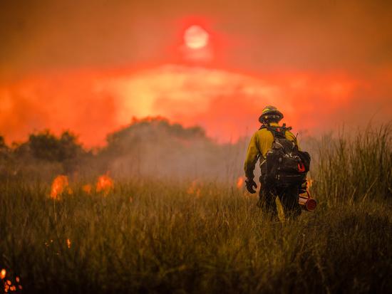 A firefighter works on a prescribed fire. Holding a drip torch, he walks away from the camera through knee-deep grass. Flames glow in small patches around him. In a hazy sky, a red sun lowers toward the trees on the horizon.