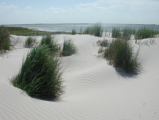 Grasses on Laguna Madre Dunes