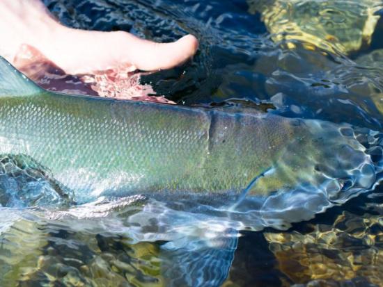 Hand showcasing salmon in a river