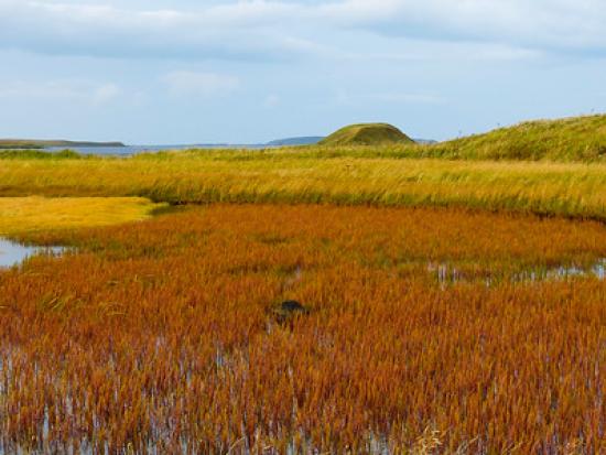 fall colors at Izembek NWR