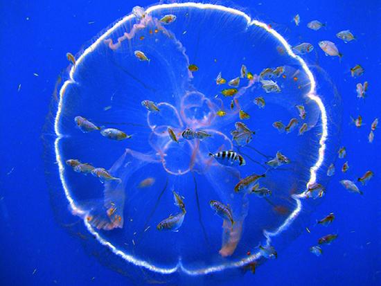 Jellyfish in ocean with small fish