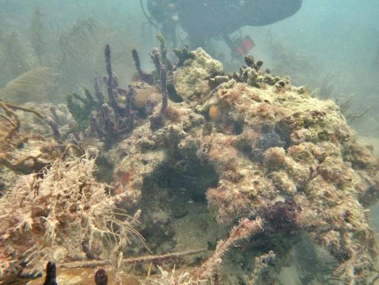 Underwater diver collects debris from coral reef