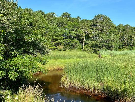 River running through tall grassy area.