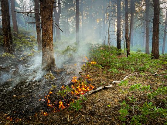 A prescribed fire burns in a national park.
