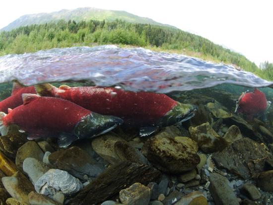 sockeye