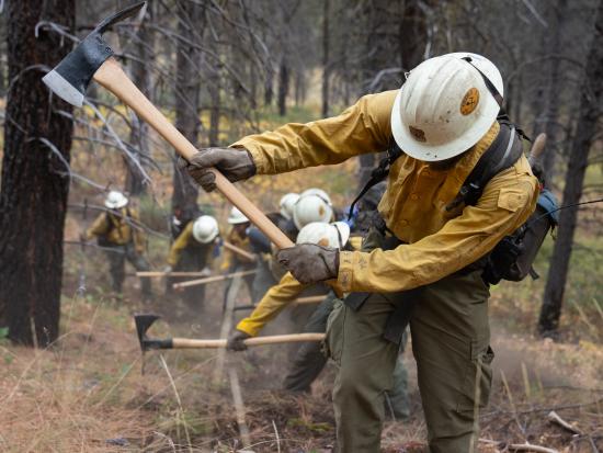 Line of firefighters in yellow jackets and hard hats using axes in woods. 
