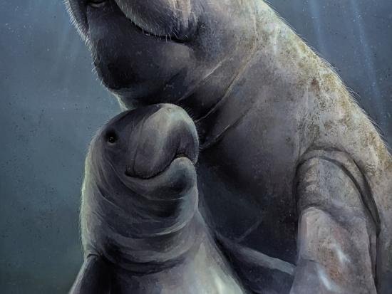 West Indian Manatee (Trichechus manatus) by Cal Robinson, 2023