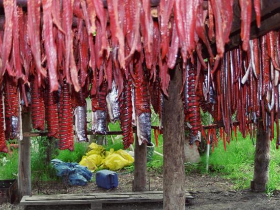 salmon drying on racks