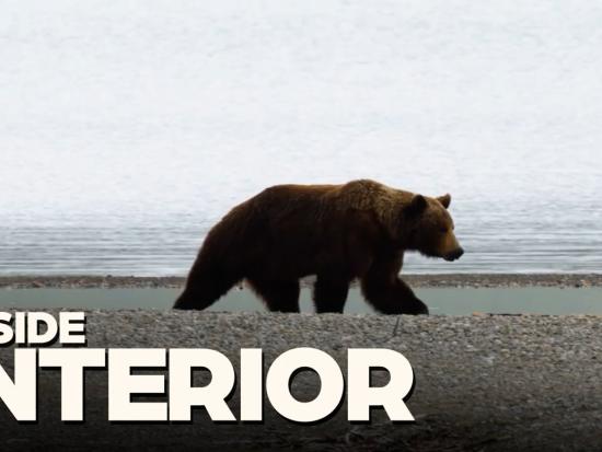 A brown bear walks along a shoreline