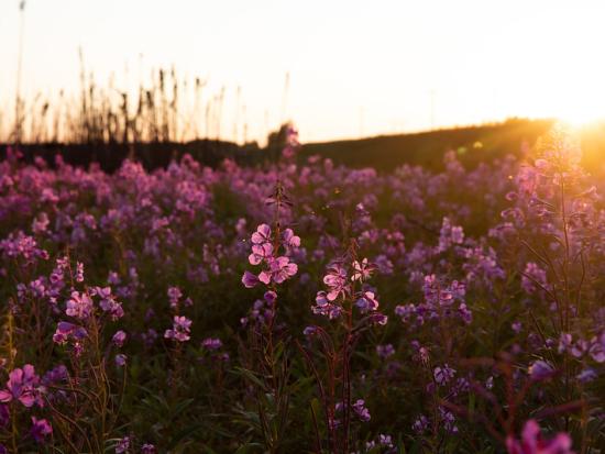 fireweed