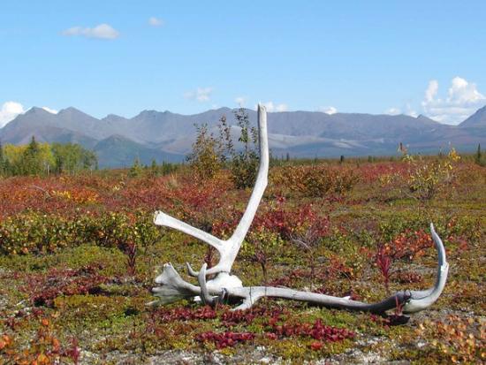 caribou antlers