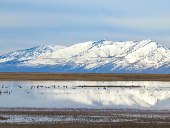 Snow-capped mountains behind a flooded mudflat area with birds. 