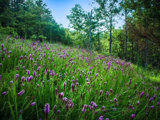 Field of purple wildflowers