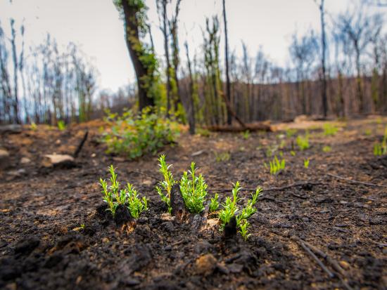 Vibrant green shoots sprout from a few charred, woody remnants. The surrounding ground is blackened. In the background, similar green shoots are emerging from the ground and along and charred tree trunks in the surrounding forest.