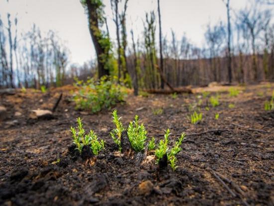 Green plants sprouting from dark soil