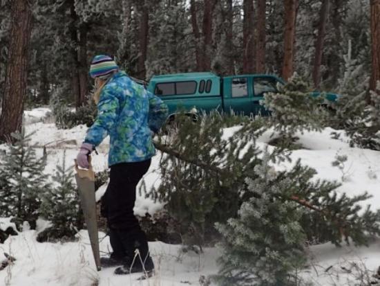 Person cutting down Christmas tree in forest.