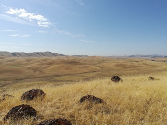 Hilly grassy area of Sites Reservoir Project